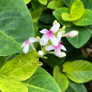 Meet your Posher, Dora